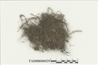 藏品(走燈苔屬)的圖片